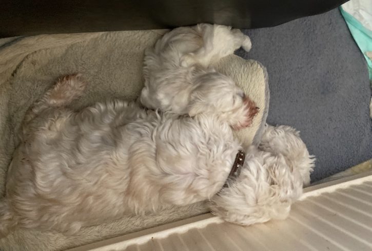 Vanzare Bichon Maltez Femela in Enfield Londra