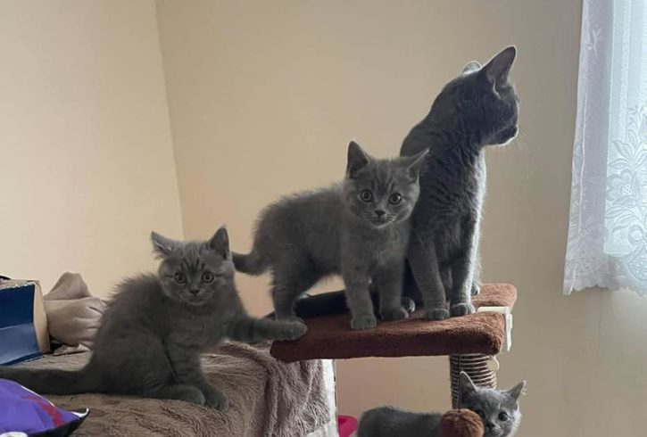 2 Pisoi British Short Hair Blue Cauta Stapani Iubitor in UK