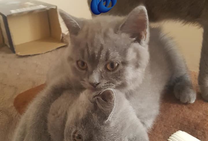 2 Pisoi British Short Hair Blue Cauta Stapani Iubitor in UK