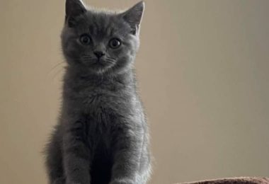 2 Pisoi British Short Hair Blue Cauta Stapani Iubitor