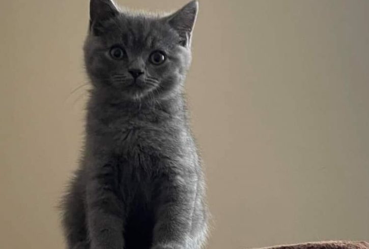 2 Pisoi British Short Hair Blue Cauta Stapani Iubitor