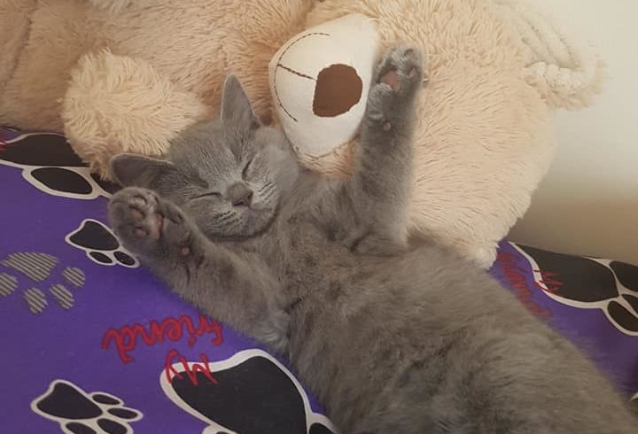 2 Pisoi British Short Hair Blue Cauta Stapani Iubitor in UK