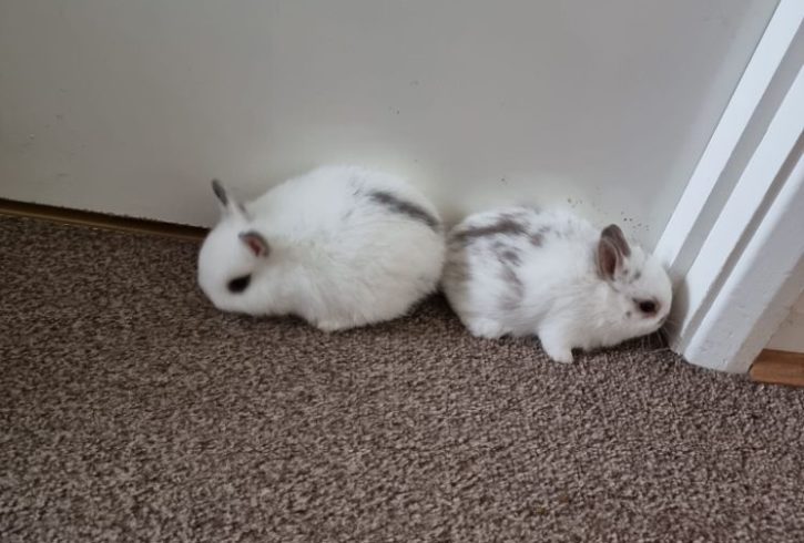 Ofer Spre Vanzare Iepurasii In Colindale, Londra