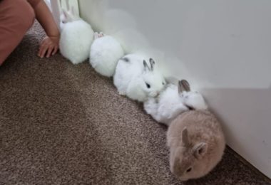 Ofer Spre Vanzare Iepurasii In Colindale, Londra