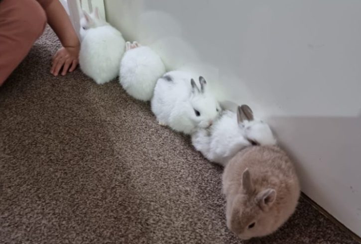 Ofer Spre Vanzare Iepurasii In Colindale, Londra