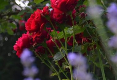 Alina Photography - Servicii Foto In Chester, UK