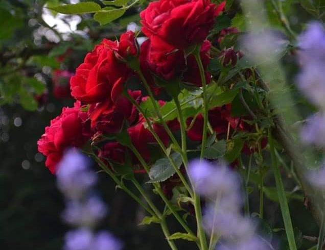 Alina Photography - Servicii Foto In Chester, UK