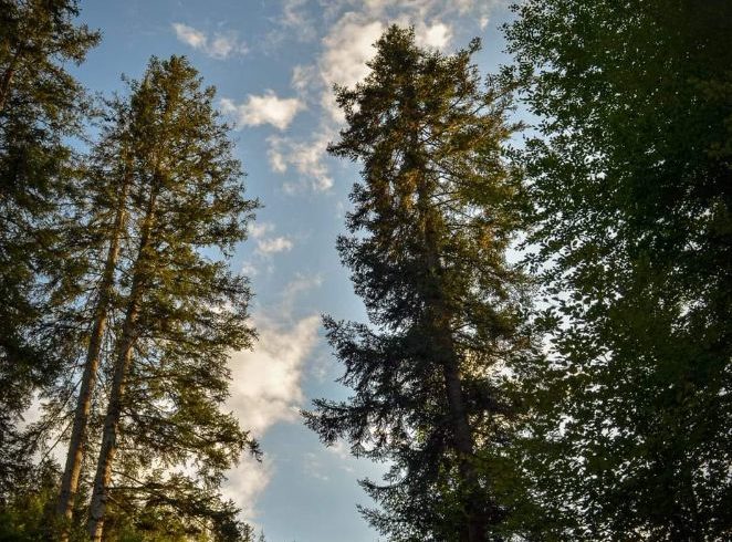 Alina Photography - Servicii Foto In Chester, UK