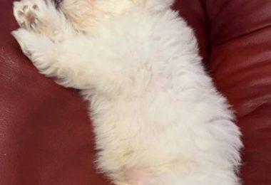 Vanzare Bishon Maltese in Wembley, Londra