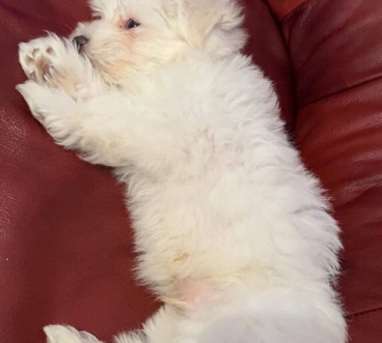 Vanzare Bishon Maltese in Wembley, Londra