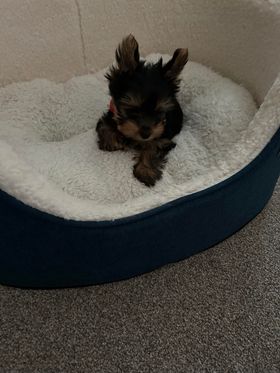 Vanzare Doua Fetițe Rasa Yorkshire Mini Toy - Wellingborough - Imagine 2