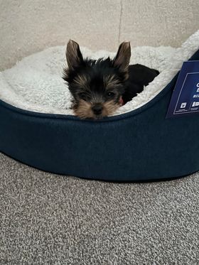 Vanzare Doua Fetițe Rasa Yorkshire Mini Toy - Wellingborough - Imagine 3