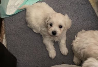 Vanzare Bichon Maltez Femela in Enfield Londra