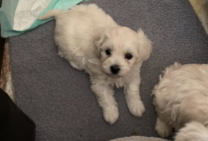 Vanzare Bichon Maltez Femela in Enfield Londra