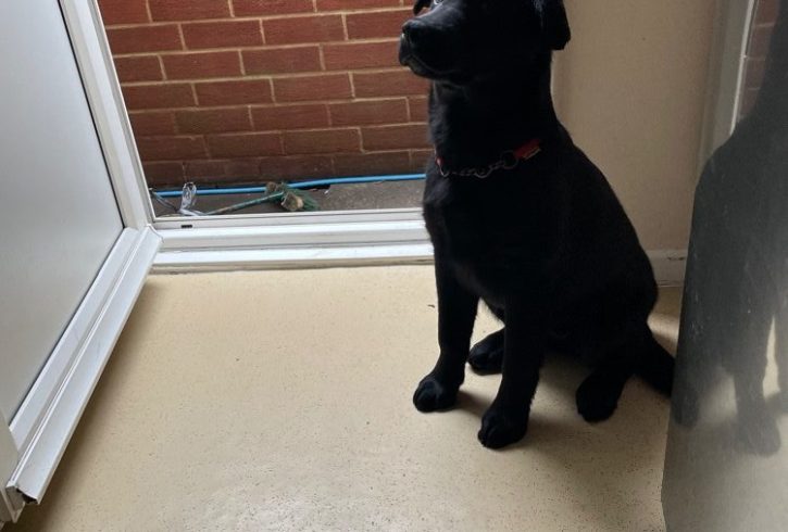 Vand Pui Labrador 4 Luni Foarte Frumosi in Cove UK