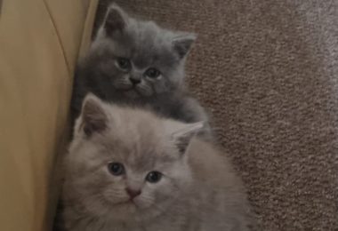 Vanzare Pisicute Scottish Short Hair in Stoke-on-Trent UK