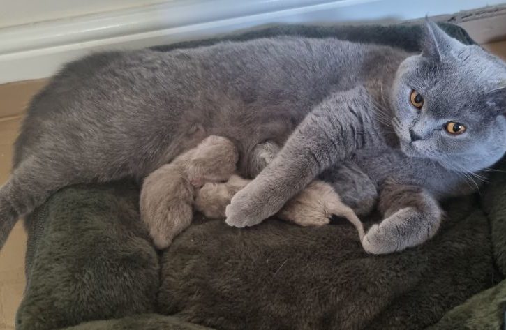 Vanzare Pisicute Scottish Short Hair in Stoke-on-Trent UK