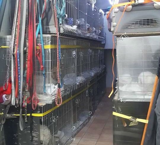 Transport catei si pisici legal din RO catre UK Transport catei si pisici legal din RO catre UK