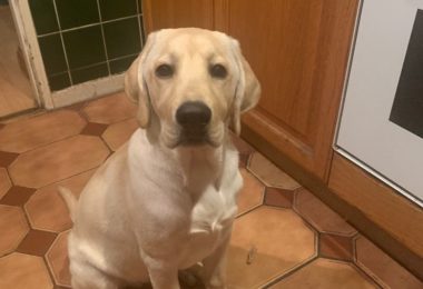 Vând Caine Labrador Retriever in Crawley