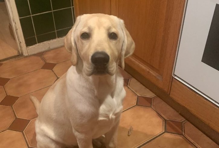 Vând Caine Labrador Retriever in Crawley