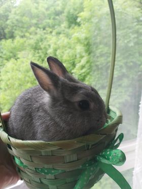 Vand Iepurasi Dragalasi Rasa Norvegiana in UK