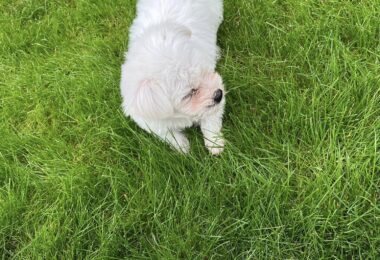 Vand Catelusa Bishon In Chingford, Londra