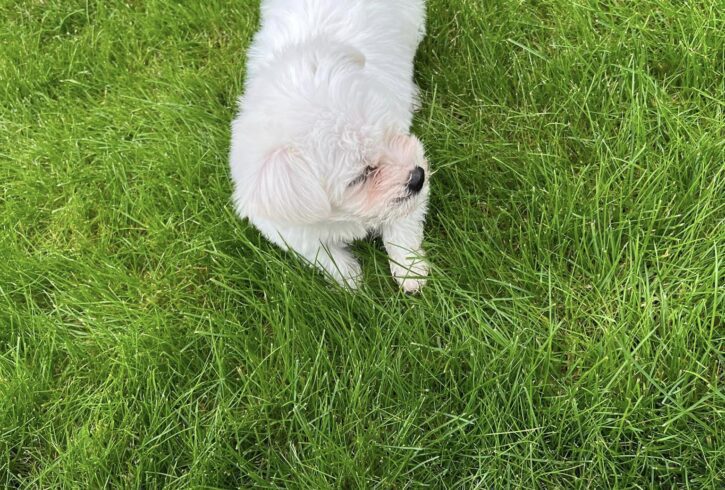 Vand Catelusa Bishon In Chingford, Londra