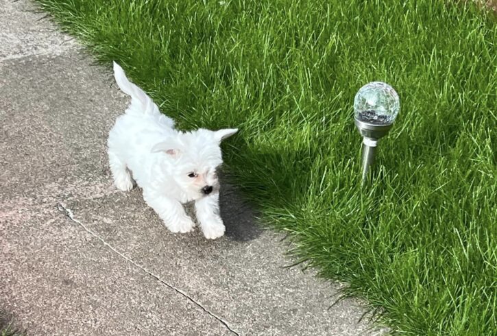 Vand Catelusa Bishon In Chingford, Londra