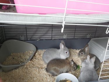 Vand Iepurasi Dragalasi Rasa Norvegiana in UK