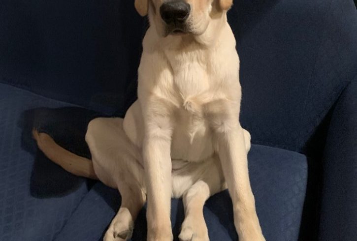 Vând Caine Labrador Retriever in Crawley