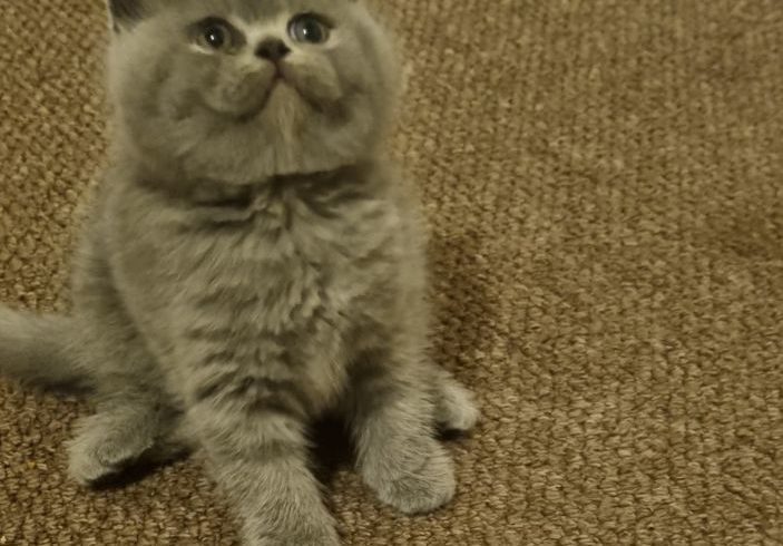 Vanzare Pisicute Scottish Short Hair in Stoke-on-Trent UK