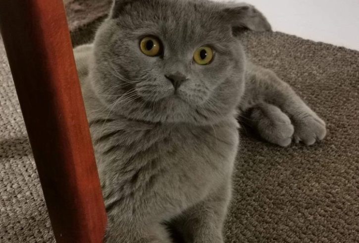 Vanzare Pisicute Scottish Short Hair in Stoke-on-Trent UK