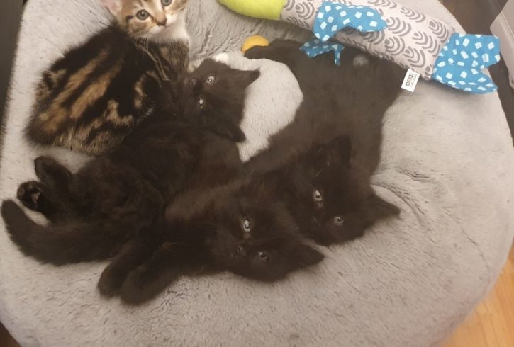 4 Pisoi Jucausi si Energici Cauta Stapani Iubitori in Barking