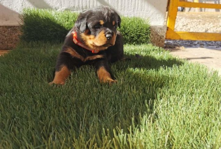 Rottweiler Looking For New Home