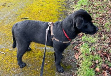 Vand Pui Labrador 4 Luni Foarte Frumosi in Cove UK