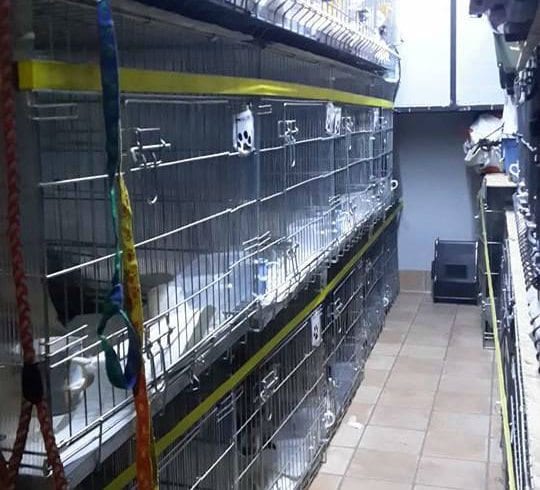 Transport catei si pisici legal din RO catre UK Transport catei si pisici legal din RO catre UK