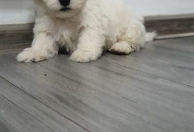 Vanzare Bichon Maltez Varsta 8 Saptamani