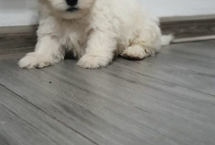 Vanzare Bichon Maltez Varsta 8 Saptamani