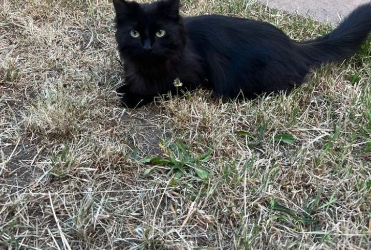 4 Pisoi Jucausi si Energici Cauta Stapani Iubitori in Barking