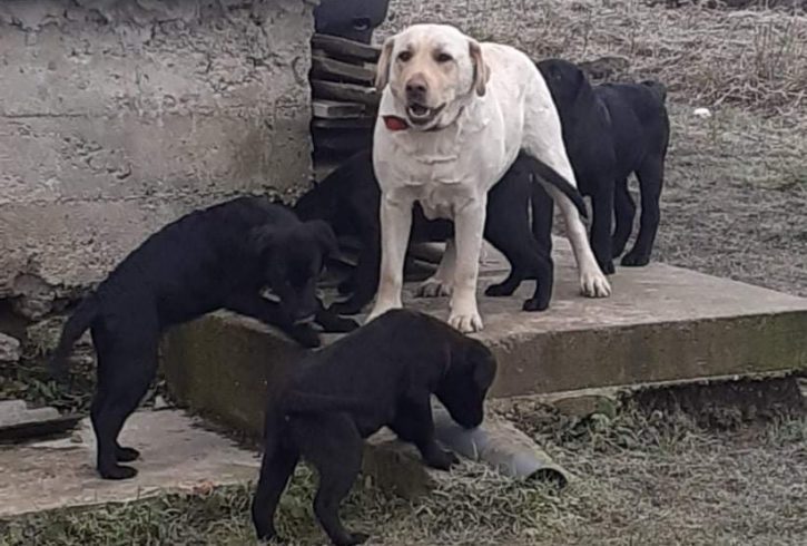 Vand Pui Labrador 4 Luni Foarte Frumosi in Cove UK