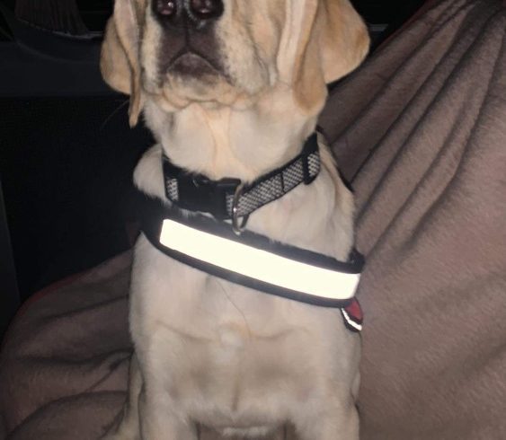 Vând Caine Labrador Retriever in Crawley