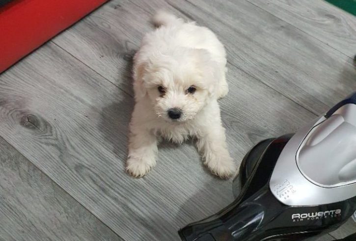 Vanzare Bichon Maltez Varsta 8 Saptamani