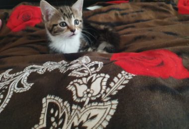 4 Pisoi Jucausi si Energici Cauta Stapani Iubitori in Barking