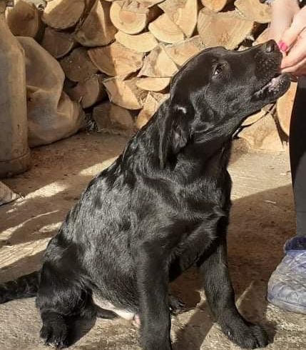 Vand Pui Labrador 4 Luni Foarte Frumosi in Cove UK