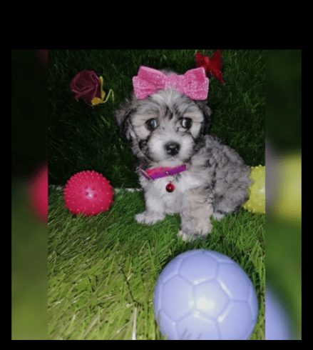 Bichon Maltez 2 Luni De Vânzare in Northampton, UK