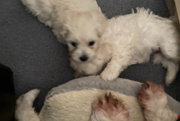 Vanzare Bichon Maltez Femela in Enfield Londra