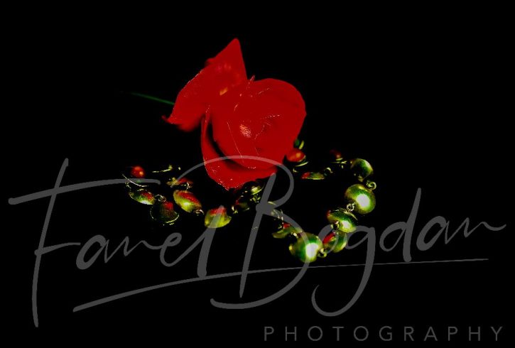 Fanel Bogdan Photography - Hackney Londra E10 Fanel Bogdan Photography - Hackney Londra E10