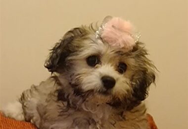 Bichon Maltez 2 Luni De Vânzare in Northampton, UK