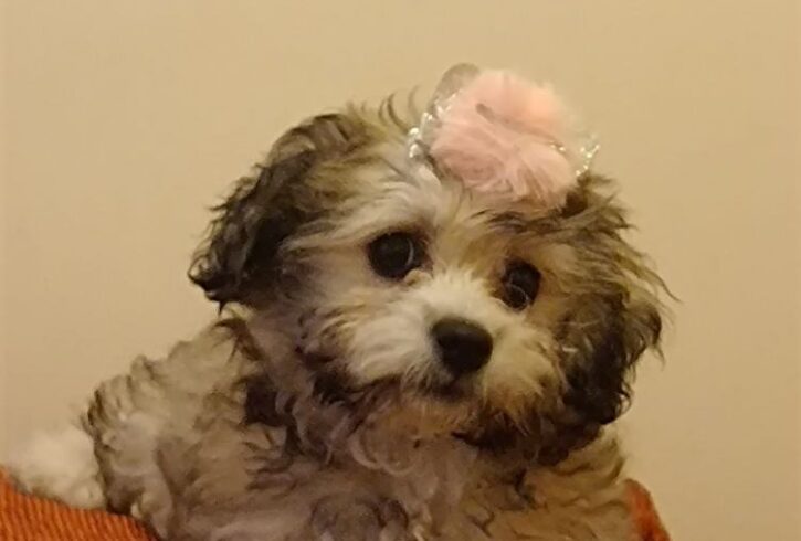 Bichon Maltez 2 Luni De Vânzare in Northampton, UK