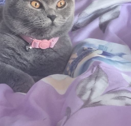 Vanzare Pisicute Scottish Short Hair in Stoke-on-Trent UK